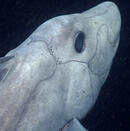 ghost shark