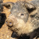 mangalica pig