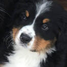 bernese mt dog