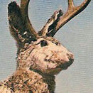 jackalope