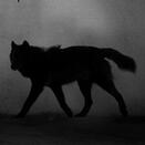 scp-023 scp