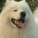 samoyed
