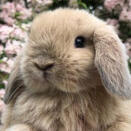 lop bunny