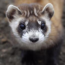 ferret/stoat